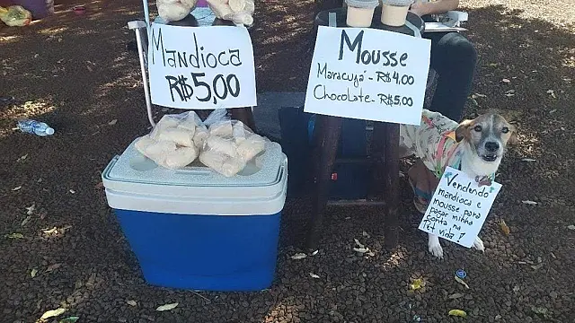 Com leishmaniose, cadelinha ajuda tutoras nas vendas para pagar tratamento