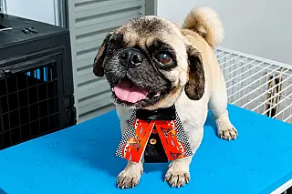 Pug resgatado em Aquidauana ganha cuidados e carinho após maus-tratos