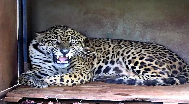 Projeto Onçafari inicia trabalho para reintrodução da onça ‘Jatobá’ ao seu habitat natural