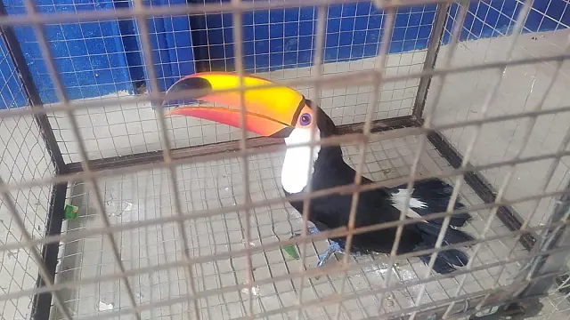 Sem ser convidado, tucano invade casa mas é solto na natureza