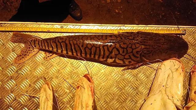 PMA apreende 39 kg de pescado na MS-450