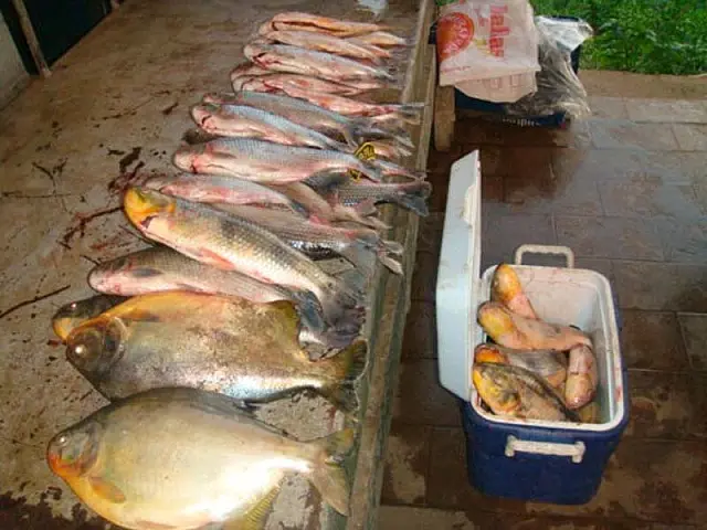 PMA prende pescador profissional no Rio Miranda