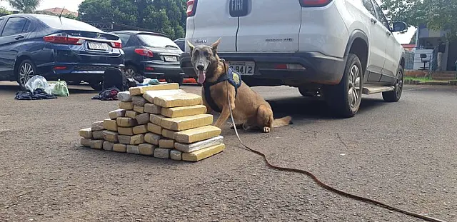 PRF/MS apreende 33 quilos de maconha com auxílio de cães farejadores