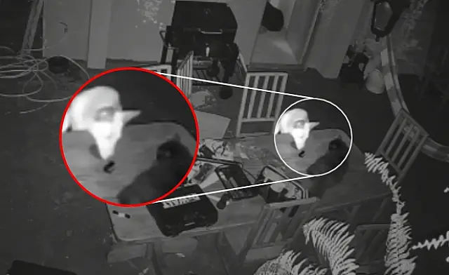 VÍDEO: Cachorra abre portão com controle e foge de casa