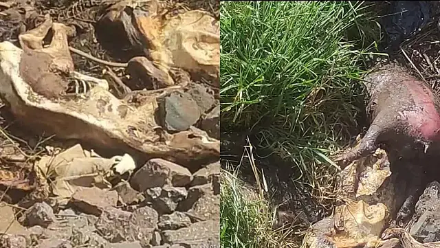 Hidroelétrica de MS é multada em R$ 105 por morte de animais silvestres