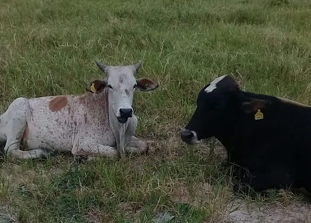 Ladrões invadem fazenda e abatem gado no distrito de Cipolândia