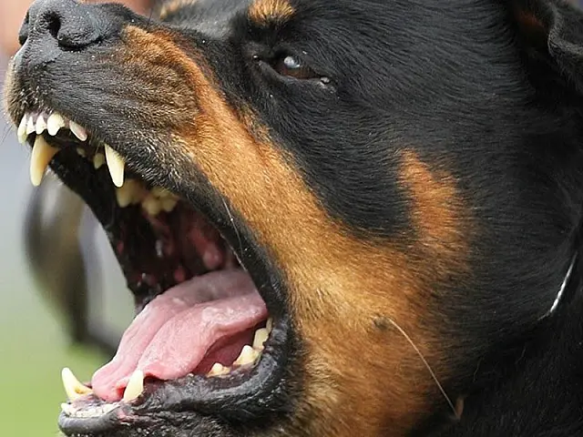 Jovem de Anastácio é denunciado por deixar cães rottweilers soltos na rua