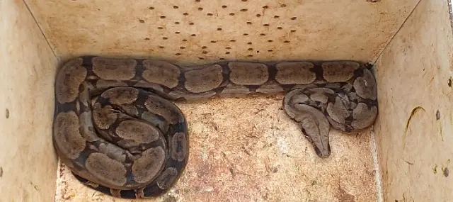 Jiboia aparece em telhado de casa e assusta moradores