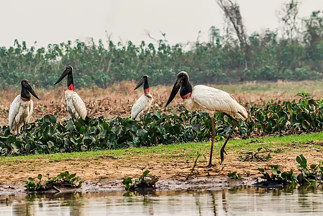 Só no Pantanal: Registros fotográficos ressaltam a resistência da fauna