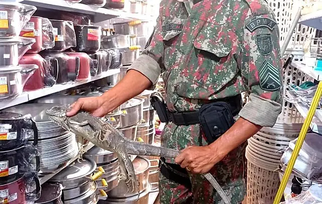 PMA captura iguana em prateleira loja de utilidades