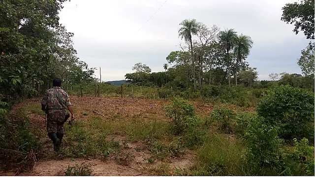 Fazendeiro é multado por desmatar 2 hectares de mata nativa em Bonito