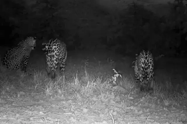 Onça e filhotes são flagrados em área de reflorestamento em Corumbá