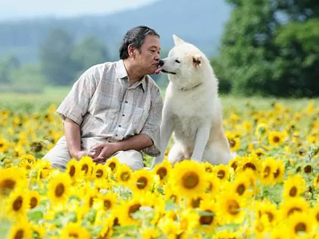 Mostra de Cinema no MIS celebra os 107 anos de imigração japonesa no Brasil