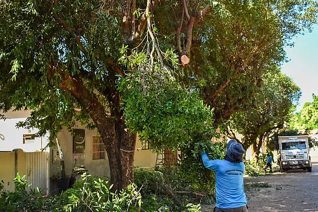 Trégua em chuvas reforça manutenção e poda de árvores em Aquidauana