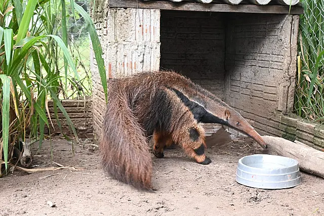 Tamanduás terão readaptação em área de preservação de Aquidauana