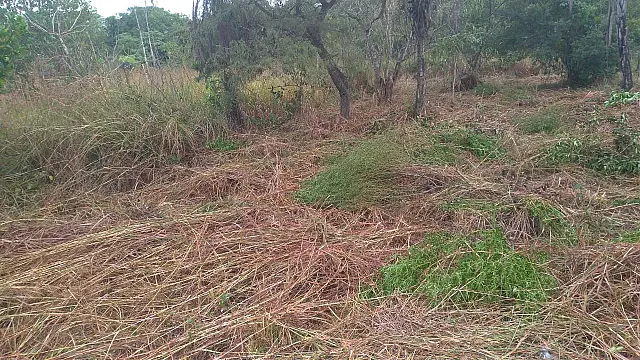 Vigilância já notificou 680 proprietários para limpeza de terrenos em 2020