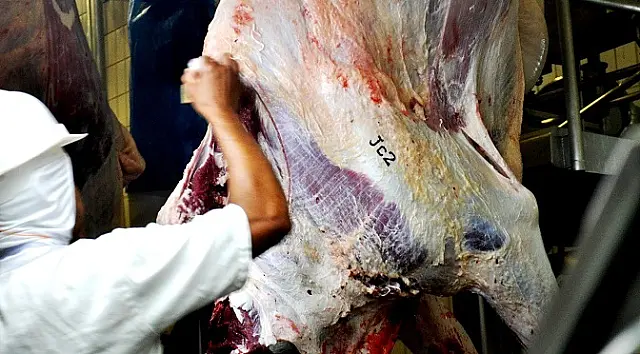 Precoce MS tem 1,6 milhão de animais abatidos desde 2017