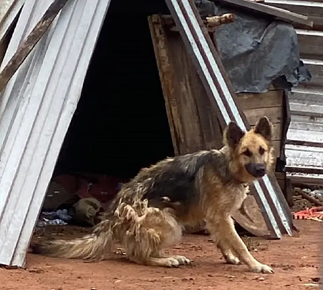 Aquidauana e Anastácio têm operação contra maus-tratos de animais