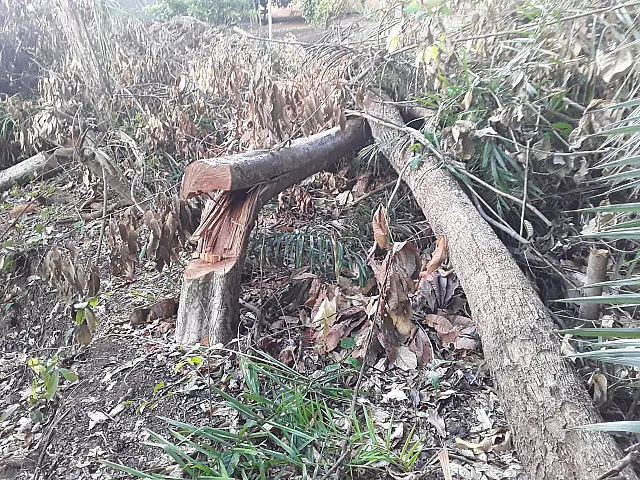 Dono de chácara em Palmeiras responderá por crime ambiental após corte de 12 árvores