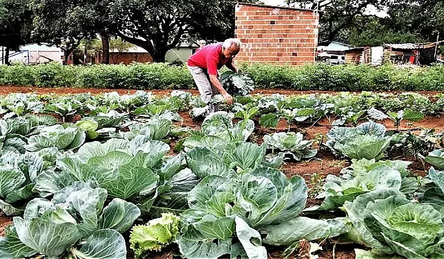 Agricultura Familiar: governo prorroga DAP's por mais 6 meses