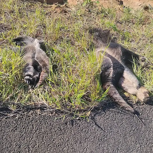 Mãe e filhote de tamanduás são encontrados mortos na Estrada Parque