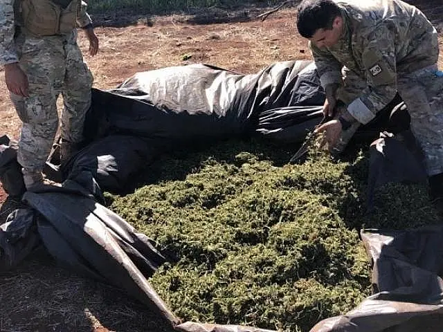 Polícia destrói 18 hectares de maconha em 22 acampamentos do narcotráfico