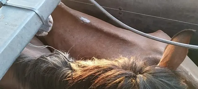 Polícia Civil prende homem que venderia cavalos para produção de embutidos