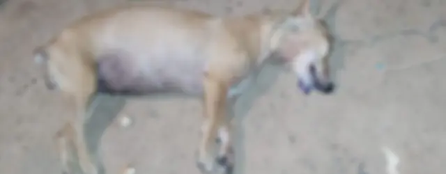 Idoso é multado em R$ 3 mil por matar cachorro a pauladas em Anastácio