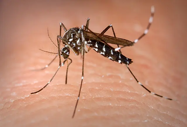 Menina de 7 anos morre com suspeita de dengue em Mato Grosso do Sul