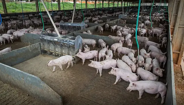Produção de carne suína e de frango terá volume recorde em 2026
