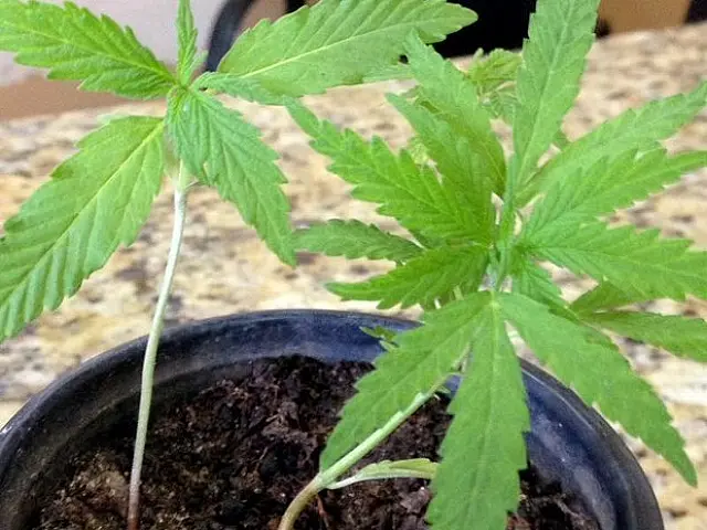 Em Aquidauana, PM encontra pés de maconha na casa de suspeito de violência doméstica