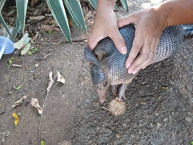 Moradora encontra tatu ferido por incêndio na Rua Estevão Alves Corrêa