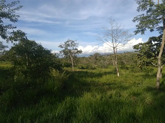 Justiça suspende autorização de desmatamento no Pantanal