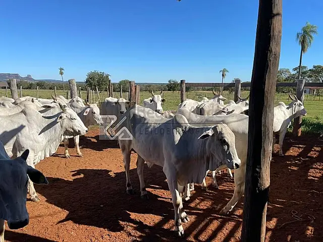 Leilão de bovinos da UEMS está com lances abertos