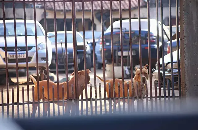 Jovem atacado por pitbulls pode ter braço amputado na Capital