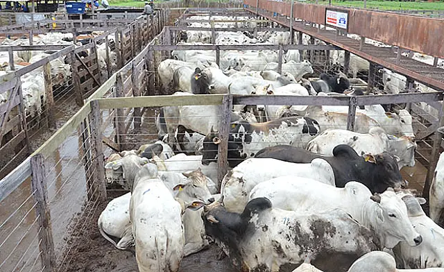 Leilão de aniversário da Marca P Remates movimenta mais de 1.300 animais