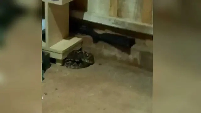 Mulher encontra cobra cascavel embaixo da cama e aciona PMA