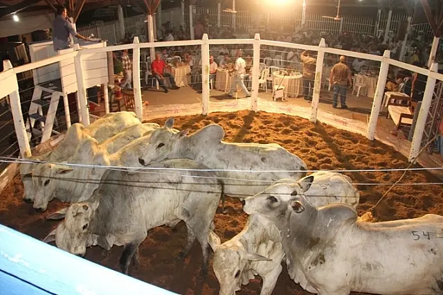Maior feira do Pantanal abre dia 15 com leilões de gado e cavalos de alto padrão