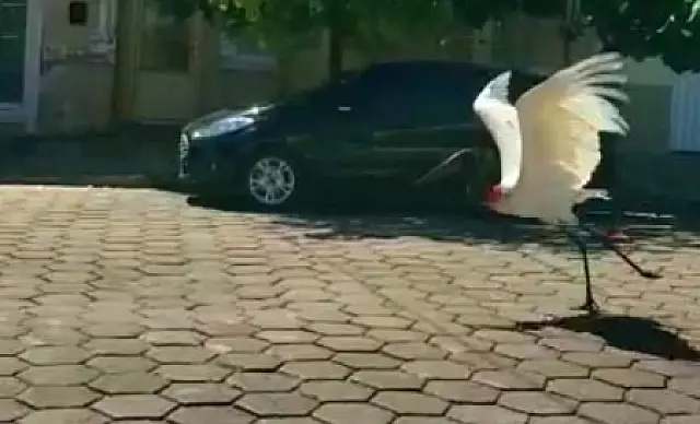 Pecuarista flagra tuiuiú "passeando" no centro de Corumbá: "momento especial"