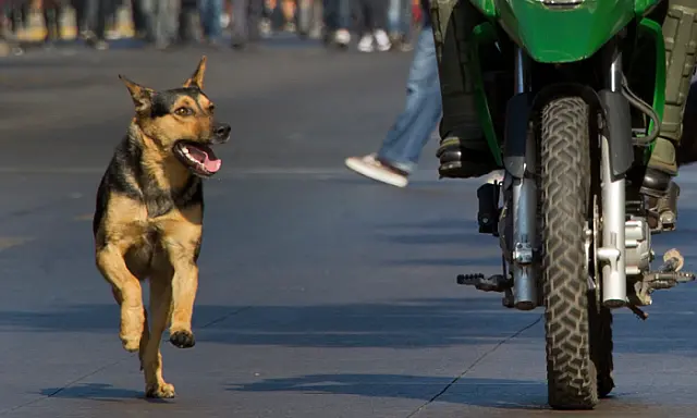 Cachorro avança e idosa fica ferida após cair de moto em Anastácio