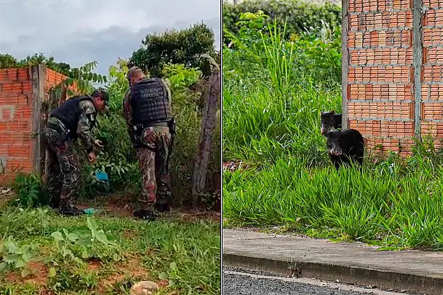 PMA monitora grupo de porcos "Queixada" em Aquidauana