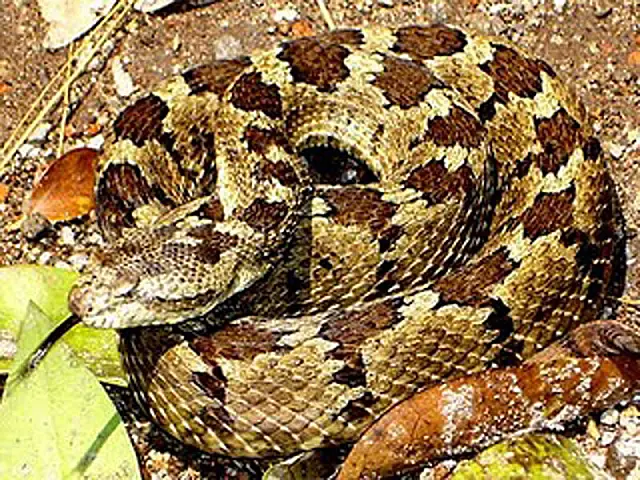 Homem é picado por cobra venenosa em fazenda