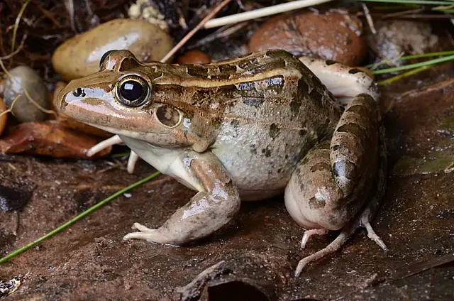 Mudanças climáticas podem levar anfíbios à extinção no Pantanal em 75 anos