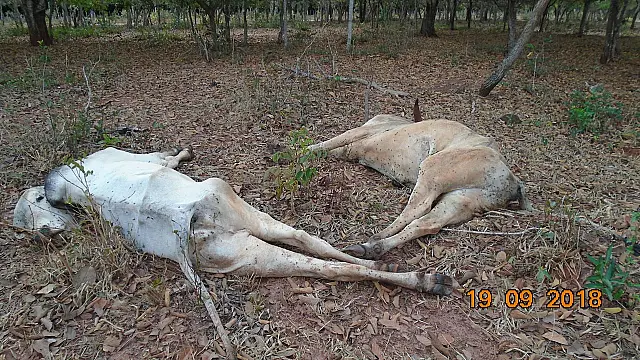 PMA autua fazendeiro paulista em R$ 320 mil por maus tratos ao deixar gado sem alimento