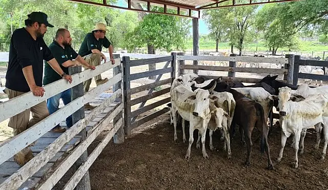 IAGRO resgata gado furtado do Pantanal