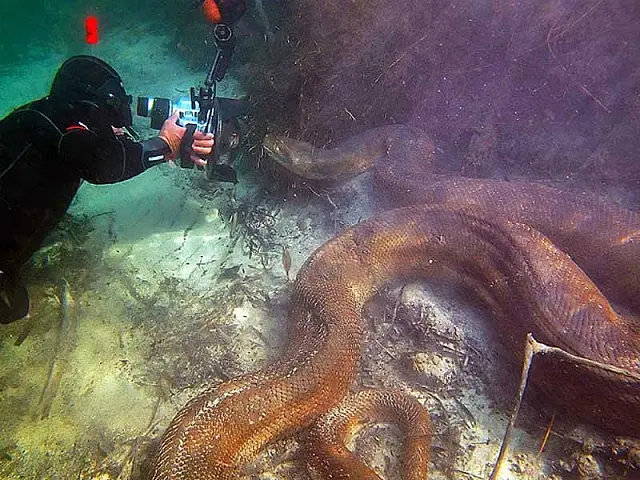 Fotos de sucuri gigante no Rio Formoso viram hit no Facebook