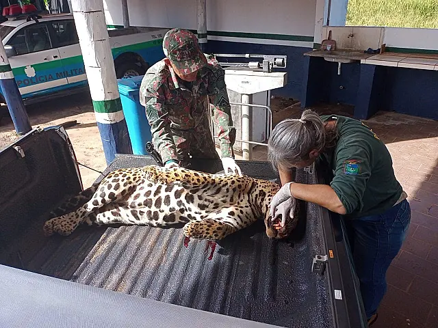 Onça-pintada morre atropelada na BR-262