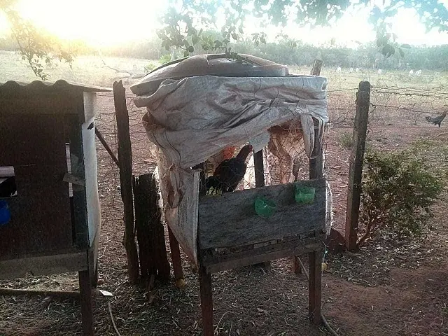 Polícia fecha rinha, apreende 14 galos de briga e autua dois infratores por maus-tratos
