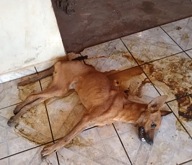 Mulher deixa cachorro morrer de fome e acaba multada em R$ 6 mil