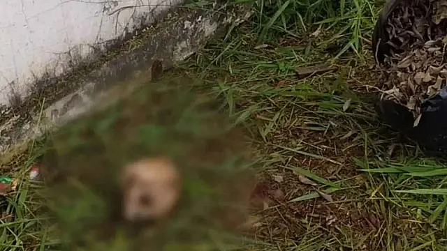Polícia aguarda laudo em crânio encontrado em escola para investigação